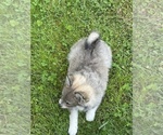 Small #12 Pomsky
