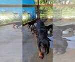 Small Photo #54 Rottweiler Puppy For Sale in RIEGELWOOD, NC, USA