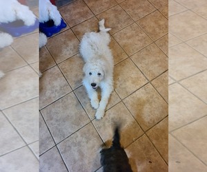 Goldendoodle Puppy for sale in CORFU, NY, USA