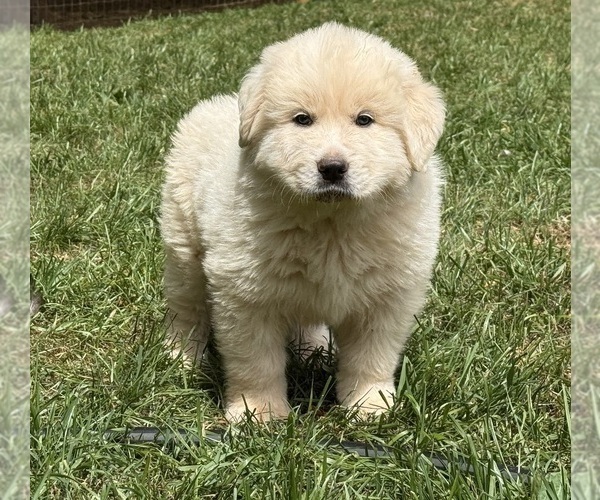 Medium Photo #23 Great Pyrenees Puppy For Sale in NEWTON, NC, USA