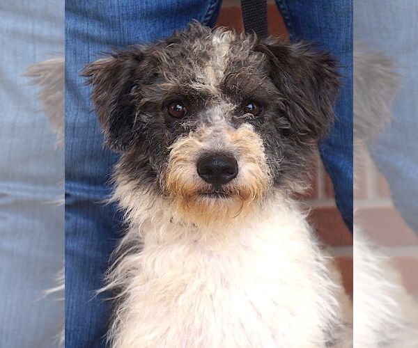 Medium Photo #1 Portuguese Water Dog-Unknown Mix Puppy For Sale in Carrollton, TX, USA