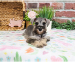 Small #3 Schnauzer (Miniature)