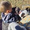 Small Photo #5 German Shorthaired Pointer Puppy For Sale in PROSPECT, VA, USA