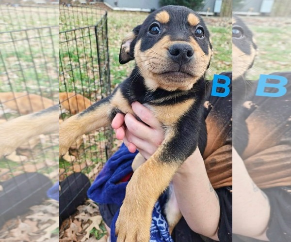 Medium Photo #3 Labrador Retriever-Unknown Mix Puppy For Sale in Royal Palm Beach, FL, USA