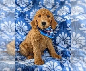 Goldendoodle Puppy for sale in CHRISTIANA, PA, USA
