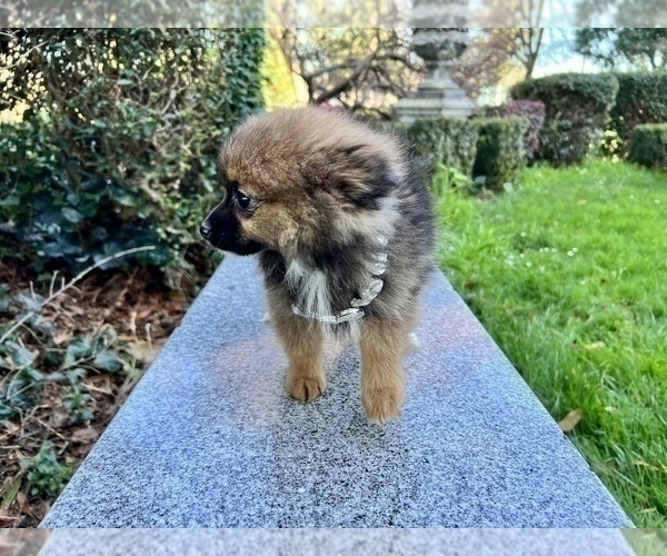 Medium Photo #58 Pomeranian Puppy For Sale in HAYWARD, CA, USA