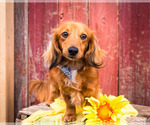 Small Photo #3 Dachshund Puppy For Sale in WAKARUSA, IN, USA