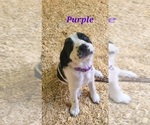 Small Photo #2 English Springer Spaniel Puppy For Sale in PENDLETON, OR, USA