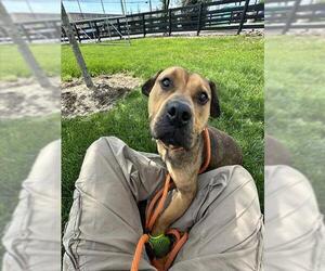 American Bulldog-Unknown Mix Dogs for adoption in Louisville, KY, USA