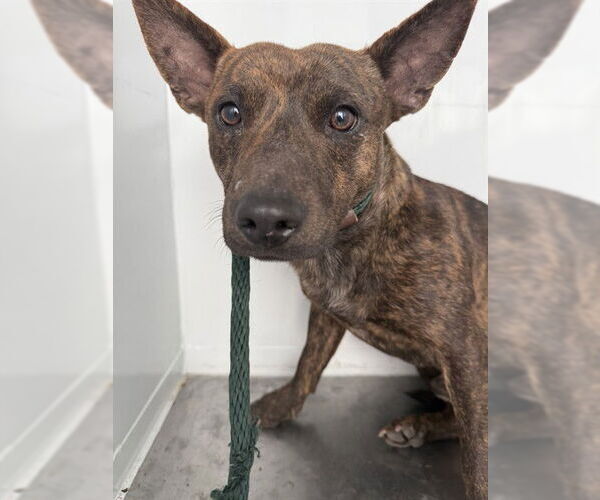 Medium Photo #1 Texas Heeler-Unknown Mix Puppy For Sale in Stockton, CA, USA