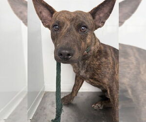 Texas Heeler-Unknown Mix Dogs for adoption in Stockton, CA, USA