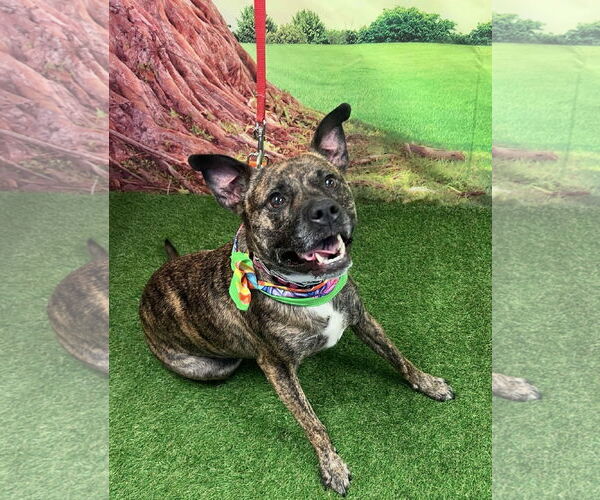 Medium Photo #1 Mutt Puppy For Sale in Euless, TX, USA