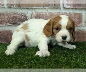 Cavalier King Charles Spaniel Puppy for sale in MOBERLY, MO, USA