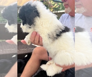 Sheepadoodle Puppy for sale in BUFORD, GA, USA