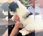 Small Photo #1 Sheepadoodle Puppy For Sale in BUFORD, GA, USA