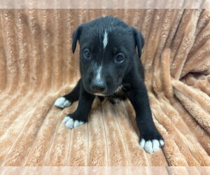 Mutt Dogs for adoption in San Bernardino, CA, USA