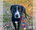 Small #1 Labrador Retriever-Retriever  Mix