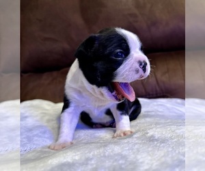 Boston Terrier Puppy for sale in WASHBURN, MO, USA