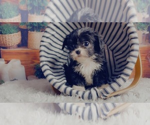 ShihPoo Puppy for sale in KINSTON, NC, USA