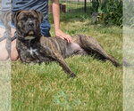 Small #3 Mastador