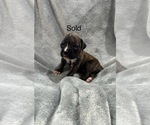 Puppy Puppy 9 Boxer