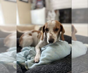 Medium Beagle Mix