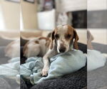Small Beagle Mix