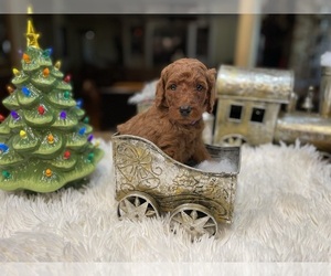 Goldendoodle Puppy for sale in SUGAR LAND, TX, USA