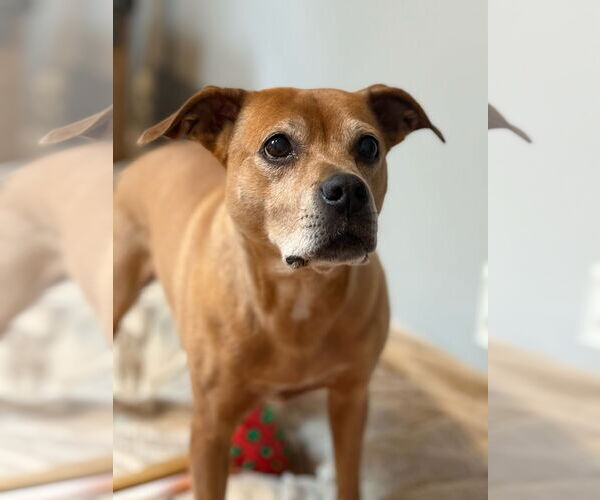 Medium Photo #2 Mutt Puppy For Sale in Dublin, OH, USA