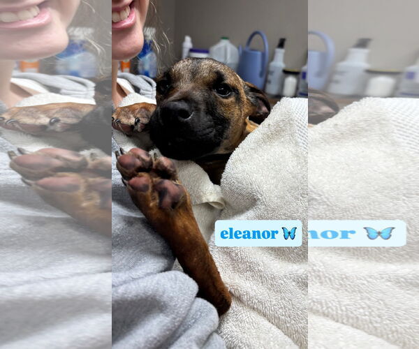 Medium Photo #7 Black Mouth Cur-Unknown Mix Puppy For Sale in GILBERTS, IL, USA