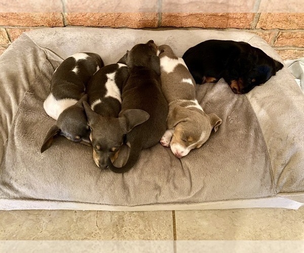 Medium Photo #42 Dachshund Puppy For Sale in LUBBOCK, TX, USA