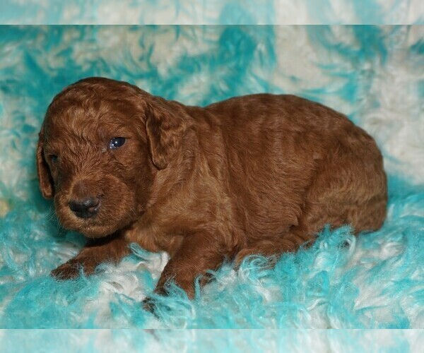 Medium Photo #2 Labradoodle Puppy For Sale in LA HABRA, CA, USA