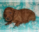 red 1 - Female Labradoodle Puppy for Sale - Photo #2