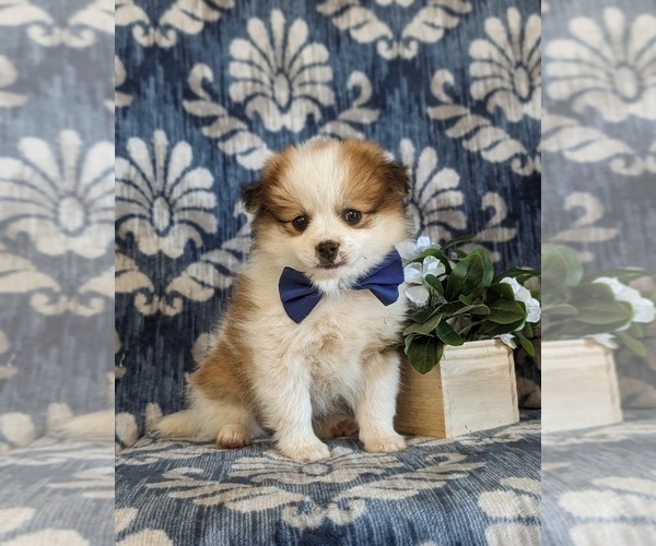 Medium Photo #1 Pomeranian Puppy For Sale in CHRISTIANA, PA, USA