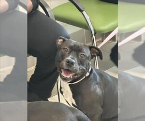 Boxer-Unknown Mix Dogs for adoption in Derwood, MD, USA