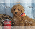 Small Photo #22 Poodle (Toy) Puppy For Sale in SANGER, TX, USA