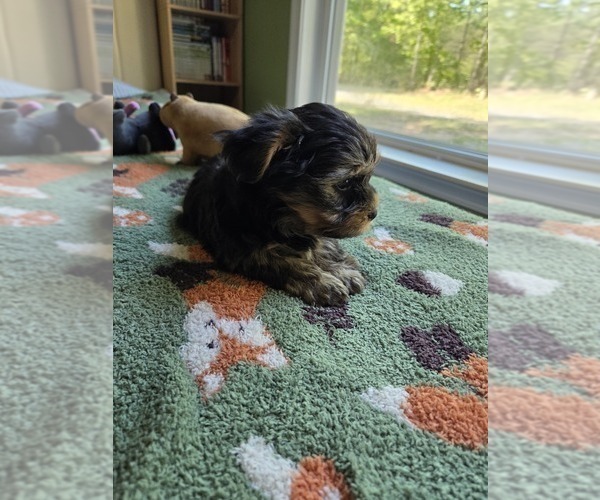 Medium Photo #36 Yorkshire Terrier Puppy For Sale in RHOADESVILLE, VA, USA