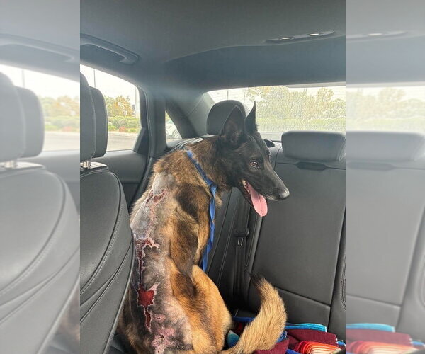 Medium Photo #1 Mutt Puppy For Sale in Imlay City, MI, USA