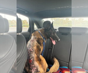 Mutt Dogs for adoption in Imlay City, MI, USA
