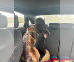 Sparta located in California - Male Mutt Dog for Adoption - Small photo