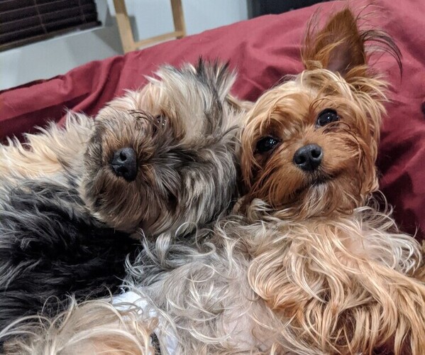 Medium Photo #10 Yorkshire Terrier Puppy For Sale in EAST LAYTON, UT, USA
