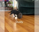 Puppy Dusty Beagle