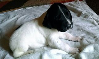 German Shorthaired Pointer Puppy for sale in BOYNE FALLS, MI, USA