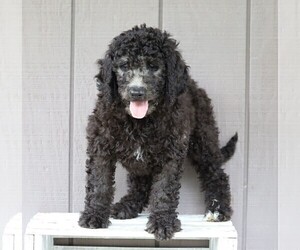 Labradoodle-Poodle (Standard) Mix Puppy for sale in FREDERICKSBG, OH, USA