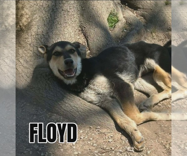 Medium Photo #1 Siberian Husky-Unknown Mix Puppy For Sale in Westwood, NJ, USA