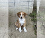 Small #1 Greater Swiss Mountain Dog