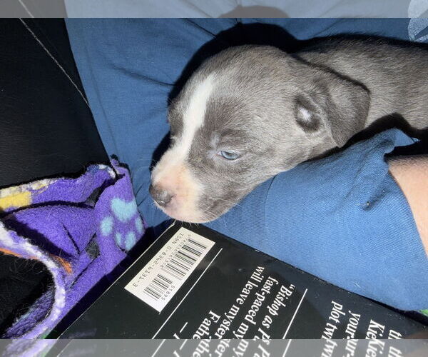 Medium Photo #2 Catahoula Leopard Dog-Unknown Mix Puppy For Sale in Chama, NM, USA