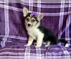 Pembroke Welsh Corgi Puppy for sale in LAKELAND, FL, USA