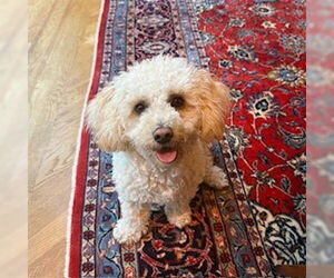 Maltipoo Dogs for adoption in Studio City, CA, USA