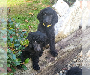 Poodle (Standard) Puppy for sale in LOUISBURG, NC, USA